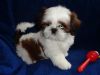 Cute and lovely Shih Tzu Puppies puppie