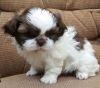 Affectionate Shih Tzu Puppies for Sale