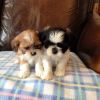 Adorable AKC Shih Tzu puppies