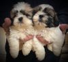 Outstanding AKC Shih Tzu puppies