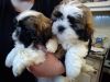 +++Charming and outstanding shih tzu available+++