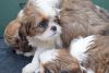 Kc Shih Tzu Puppies *ready This Weekend*