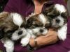 AKC reg shih tzu puppies for sale