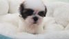 Shihtzu Puppy - Female - Roxy ($1,299)