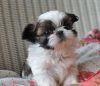 Male And Female Shih Tzu Puppies for adoption.