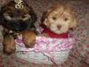 shorkie puppies nonshed M/F 8 weeks