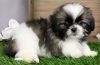 Well Socialized Shih Tzu Puppies For Sale.