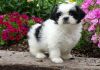 Lovely Shih Tzu puppies for sale