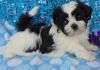 Adorable shih tzu puppies now ready for sale