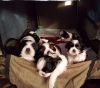 Intelligent,Outgoing Shih Tzu Puppies For Adoption...