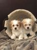 Adorable Shihtzu Bichon Puppies!