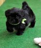 Adorable Shih Tzu Puppies available for Sale