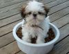 Teacup Shih Tzu puppies available for new homes .
