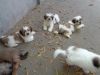 Affectionate male and female Shih Tzu puppies available for sale