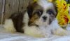 Adorable Shih Tzu puppies Available