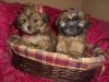 shihtzu puppies nonshed M/F Ready now 8wks