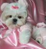 shih tzu puppiy for good home