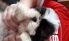 Shih Tzu puppy for adoption