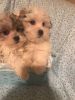 teddy bear puppies nonshed 11 wks old