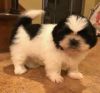 ‎Shih Tzu Puppies For Sale!! (Papered Only)