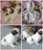 Shih Tzu puppies for sale!