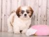 Akc Shih Tzu Puppies For Re-Homing