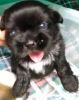 COLUMBUS DAY SALE - $100 OFF SHIH TZU PUP IF PAID IN FULL UPFRONT!!