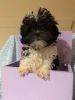 adorable shihtzu Mix puppies nonshed 10wks