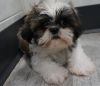 Little cutie AKC registered Shih Tzu puppies