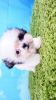 Shihtzu puppy- Female- Fiona ($1,400)