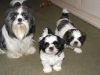 Friendly and lovely Shih Tzu Puppies