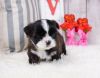 Shihtzu Puppy – Female - Lolly ($1,400)