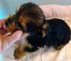 ONE LEFT - $100 OFF REGISTERED YORKSHIRE TERRIER PUPPY!!