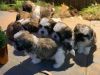 Adorable Shih-tzu puppies for re-homing
