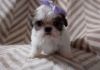 Amazing Shih Tzu puppies ready for their new Family