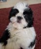 Boys and girls Shih Tzu puppies for sale.