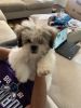 Dog sell 11 January born 2019. Teddy bear shit zhu . Vaccinations don