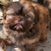 ckc reg shih-tzu female puppy, newport michigan 48166