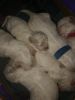 Shih-tzu puppies great for Christmas Gifts