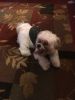 Shih Tzu puppy 7 months old