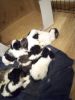 5 Male Shitzus puppies
