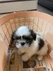 Sizzu tzu puppy 38 days male with cage