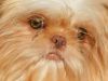 Beautiful Shih-Tzu Puppy: 