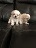 Shih Tzu Pups ready now!!! Willing to meet