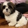 Shih zhu adorable puppy for sale all shots up to date