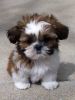 Shih tzu Puppies Gift, all puppies are healthy