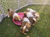 Cute Shih Tzu Puppies For Adoption