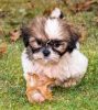 SEF Outstanding male/female Shih Tzu puppies for adoption.