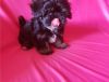 Shih Tzu Puppy Available