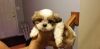 Shih Tzu male puppy for sale